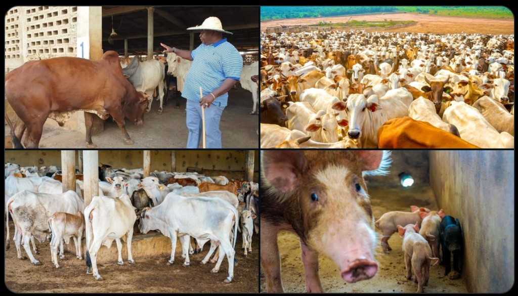 Collage of large-scale cattle and pig farming operations demonstrating industrial agricultural expertise